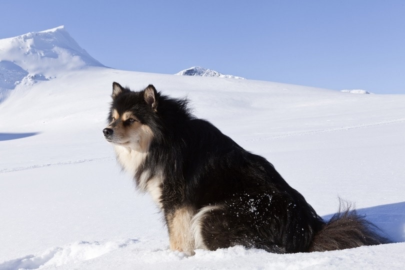 Finnish Lapphund in the snowy mountain