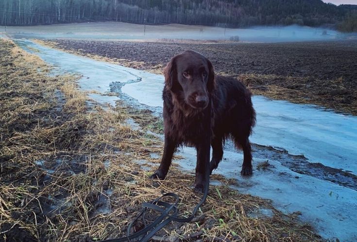 Flat-Coated Retriever