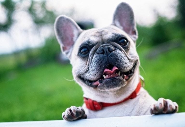 Why Is My French Bulldog Shaking? 10 Vet-Reviewed Reasons | Hepper Pet ...