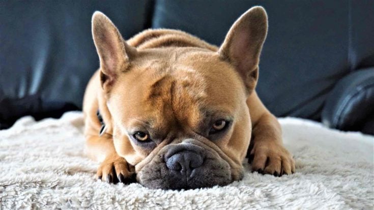 French Bulldog lying down