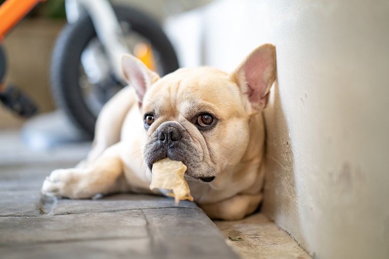 French bulldog lying on tiled floor holding rawhide_tienuskin_shutterstock