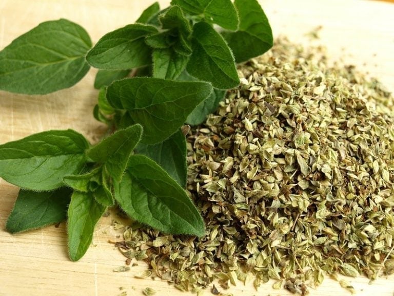 Curated visual reference: Can Dogs Eat Oregano Vet Approved Health Facts Faq Photo Inspiration