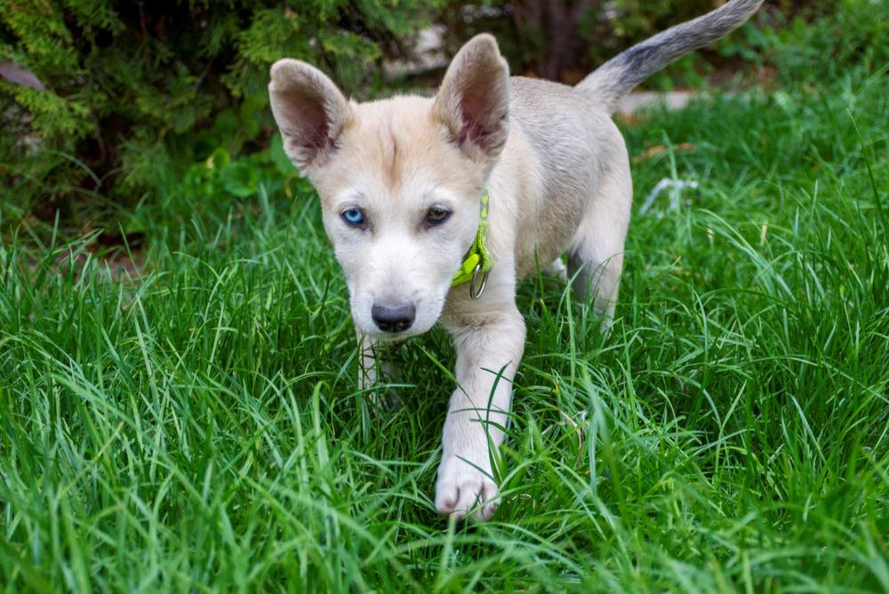 Gerberian Shepsky puppy