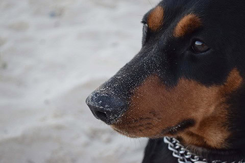 german pinscher