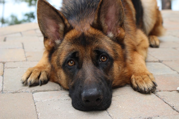 German Shepherd Resting