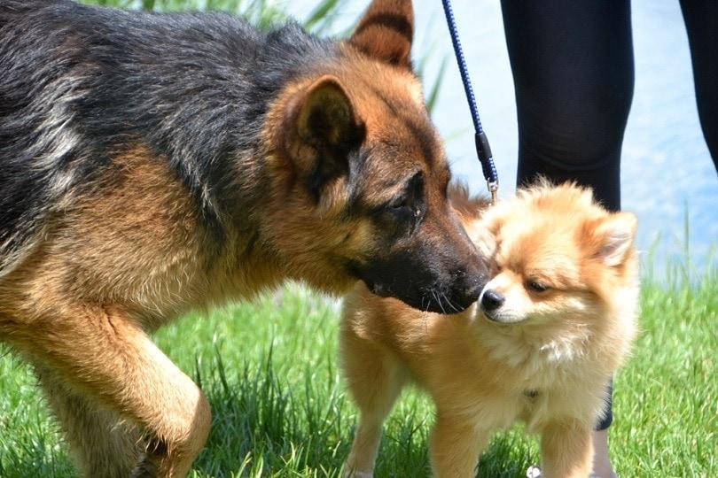 German Shepherd and pomeranian_marlimarli_shutterstock