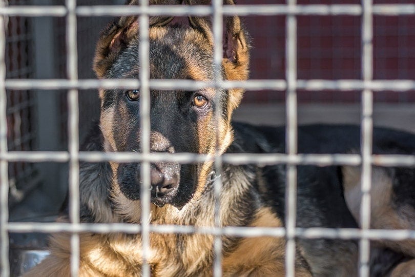 German Shepherd dog sits in a cage