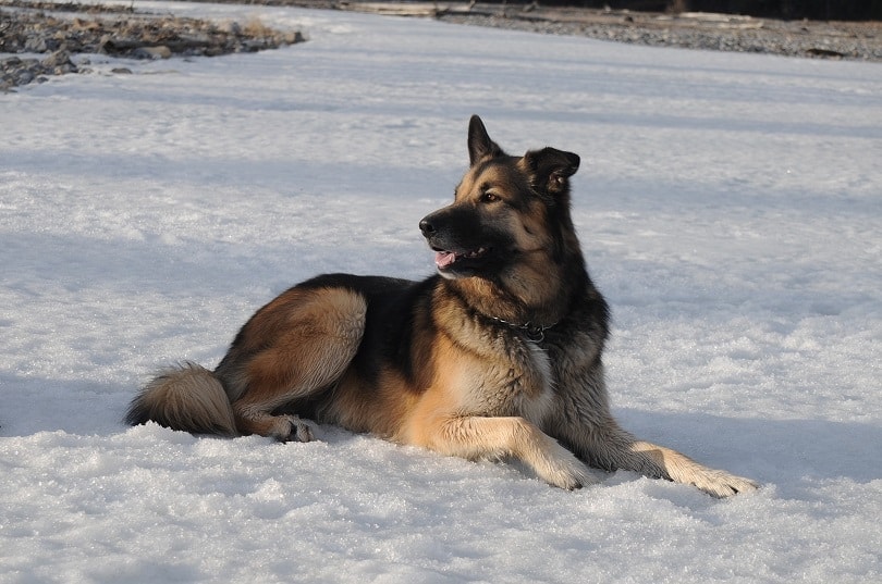 German Shepherd in the snow