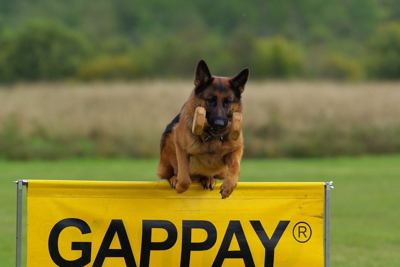 German Shepherd jump