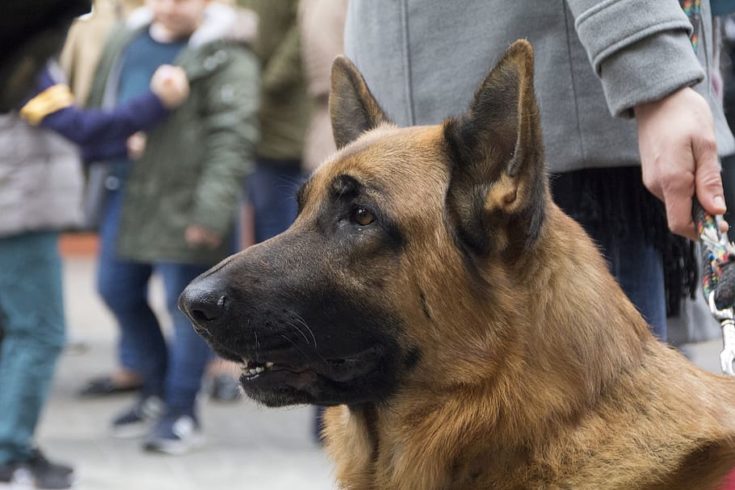 German Shepherd personality