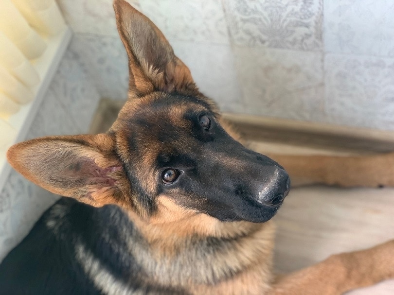 German Shepherd puppy six months_Marina_1307_shutterstock