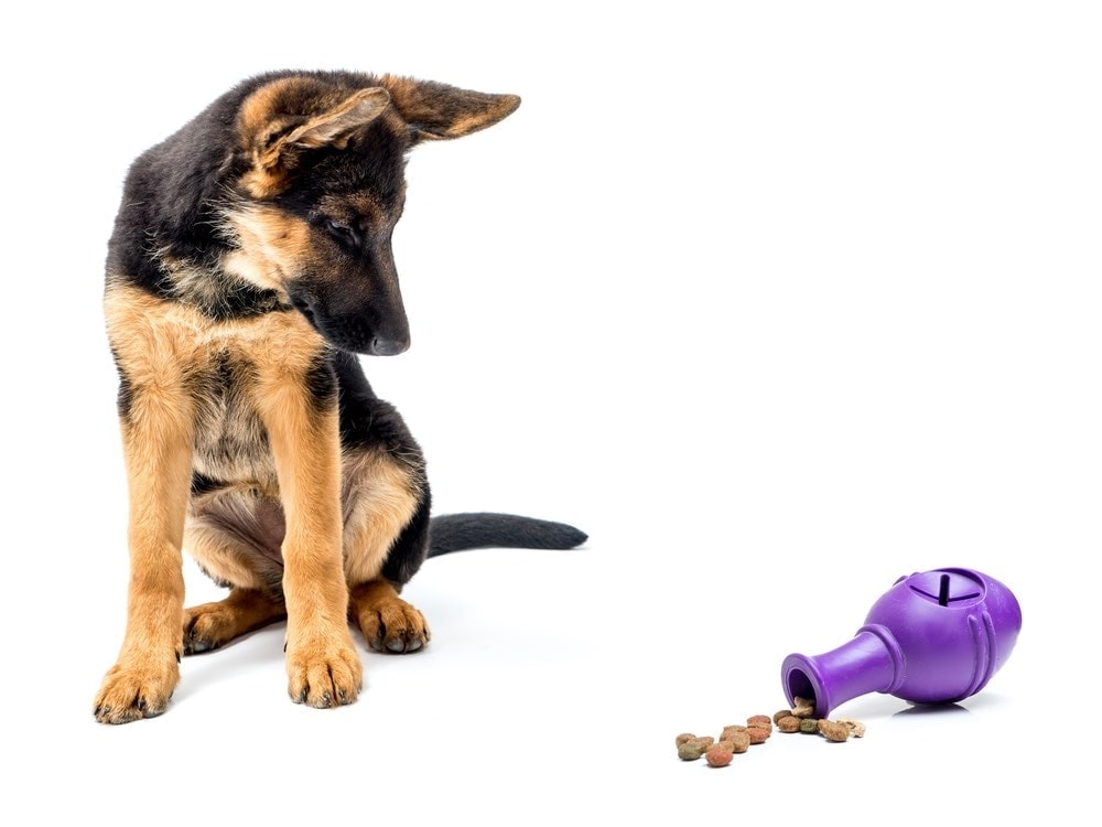 German Shepherd puppy with treat dispensing toy