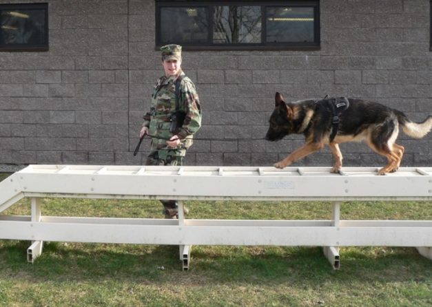 How Are Drug Detection Dogs Trained? Canine Facts & FAQs | Hepper Pet ...