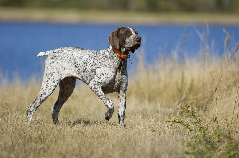 German Shorthair Pointer walking by the water