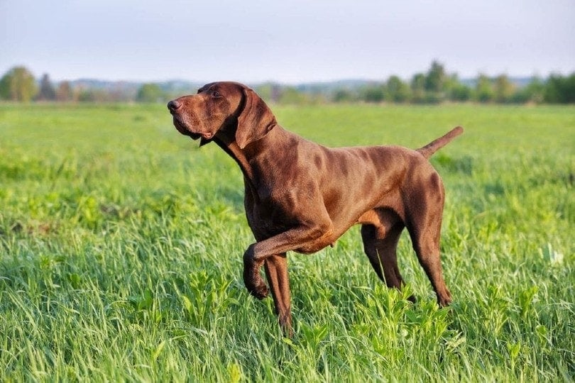 German Shorthair Pointer walking on grass with eyes closed