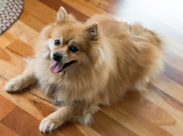 German Spitz