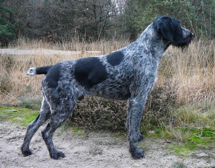 German Wirehaired Pointer standing