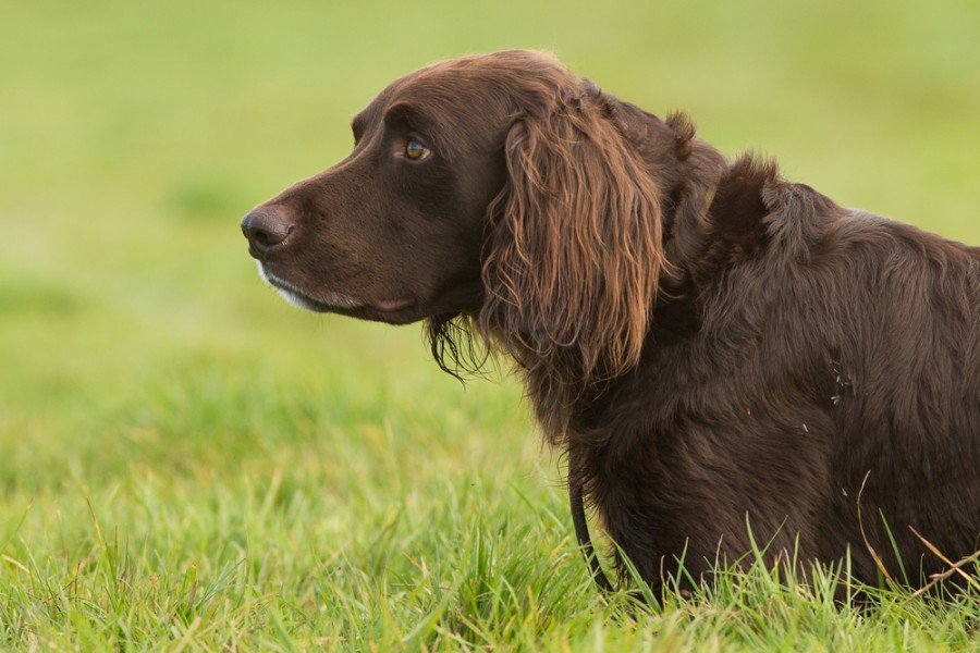 German longhaired pointer on the grass_Burry van den Brink_Shutterstock
