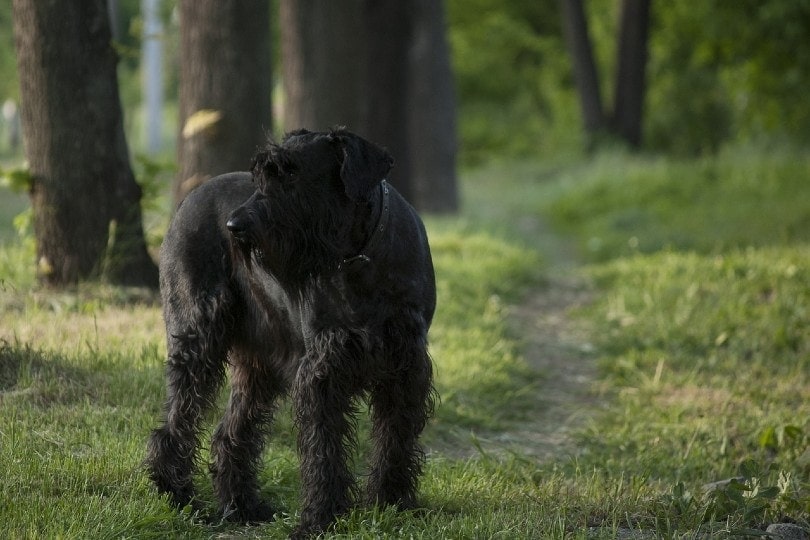 Giant Schnauzer in the woods