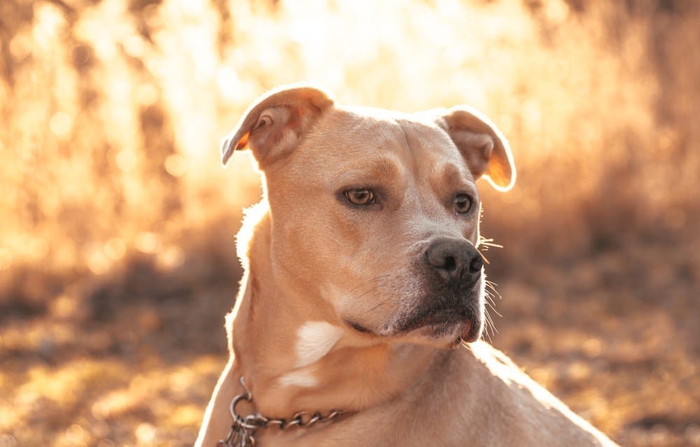 Gold Labrabull Labrador Pitbull Mix