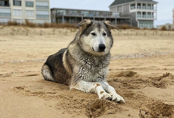 Golden Indian Dog Mix