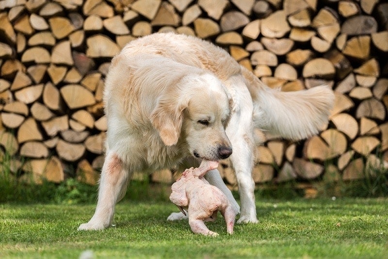 Golden Retriever eats a chicken_phil stev_shutterstock