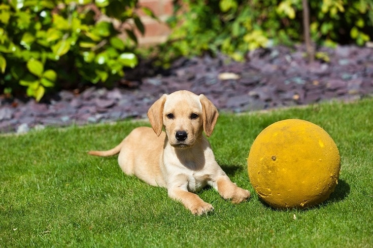 Golden Retriever puppy