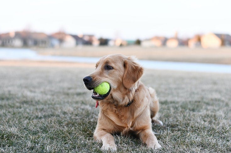 Golden Retriever with ball