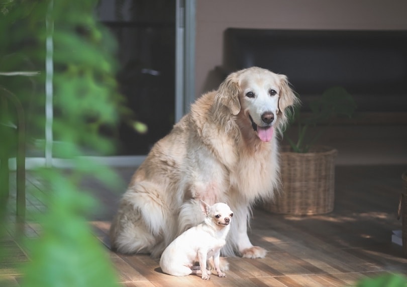 Golden retriever dog sitting close to white short hair Chihuahua_Phuttharak_shutterstock