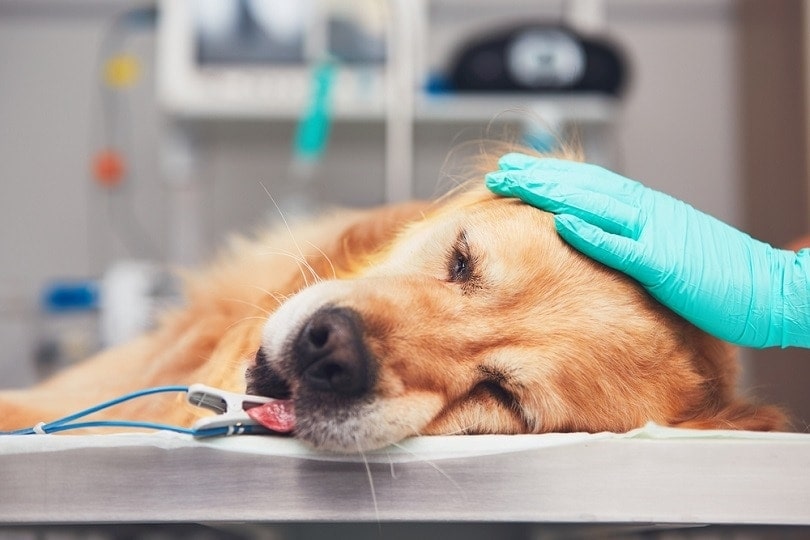 Golden-retriever-lying-on-the-operating-room_Jaromiir-Chalabala_shutterstock
