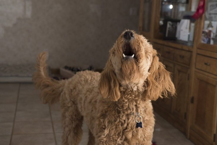 Goldendoodle barking