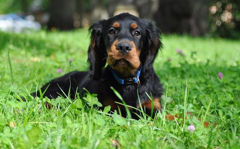 Gordon Setter puppy in the summer