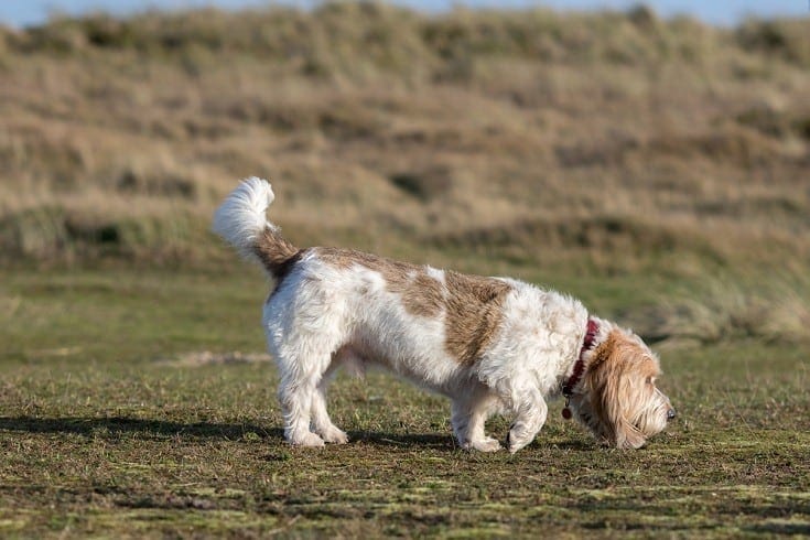 Grand Basset Griffon Vendeen_Shutterstock_Ian Dyball