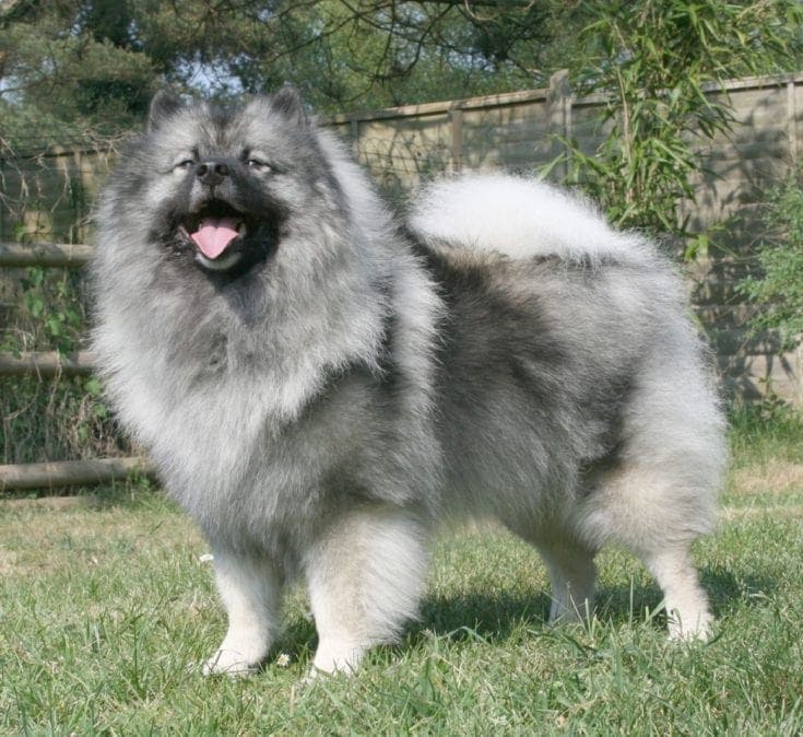 Gray Keeshond