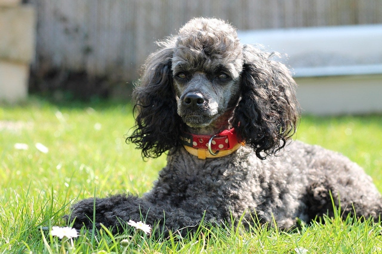 Gray Poodle