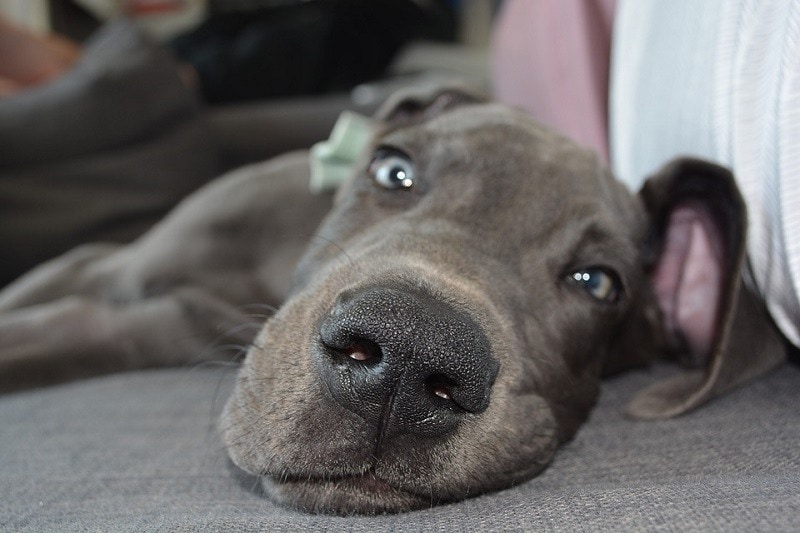 Great Dane