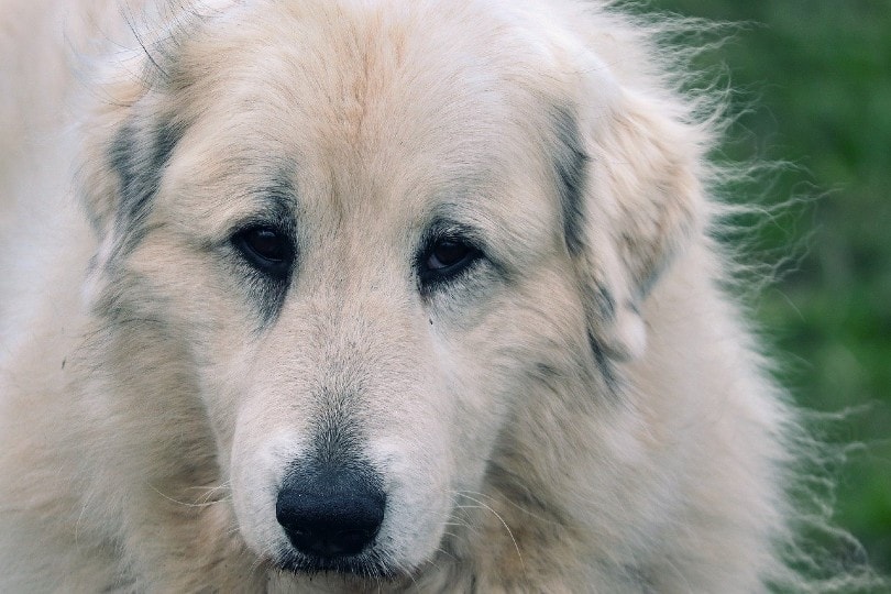 Great Pyrenees face