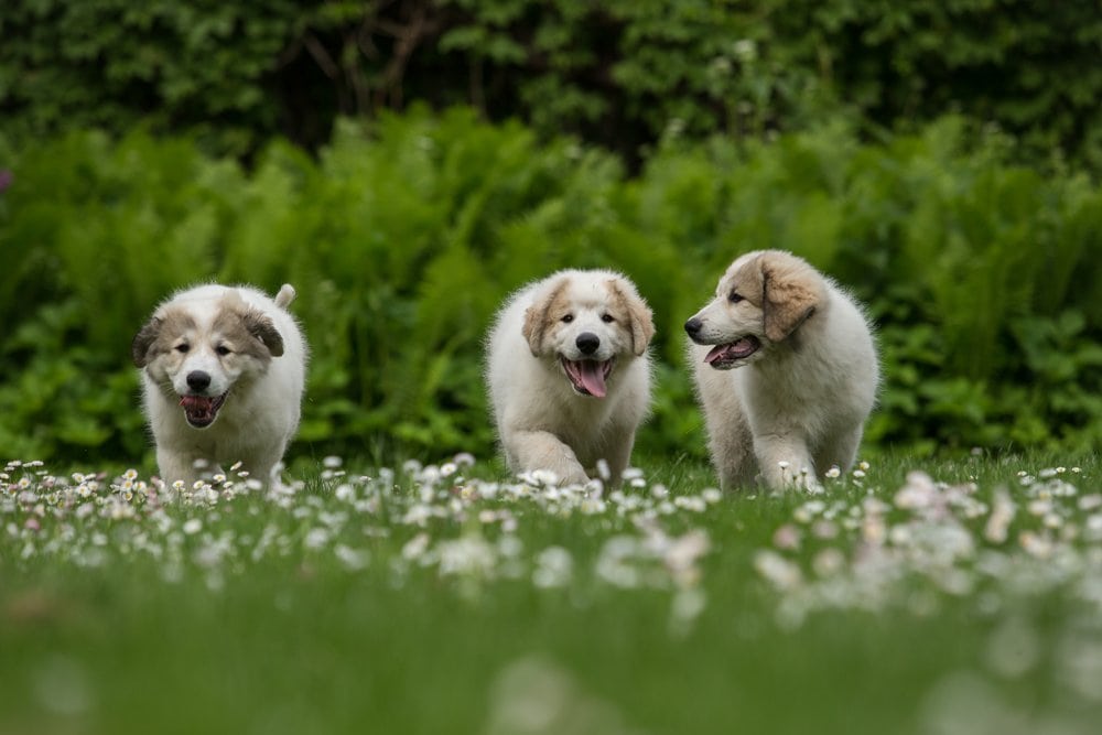 Great Pyrenees puppies