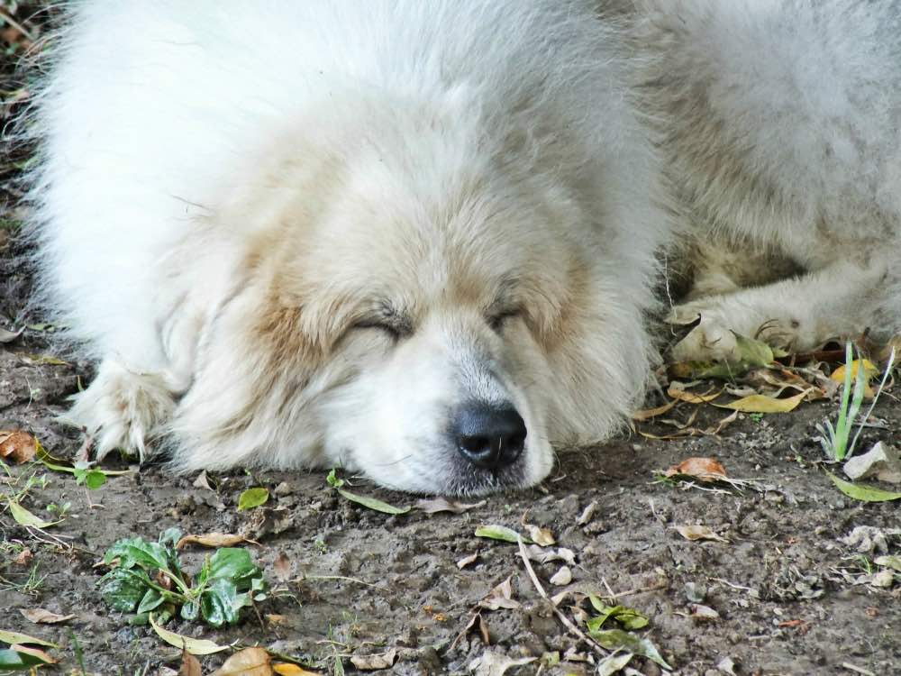 Great Pyrenees sleeping outside