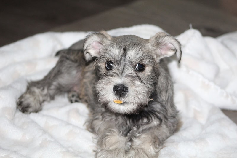Grey Schnauzer Puppy