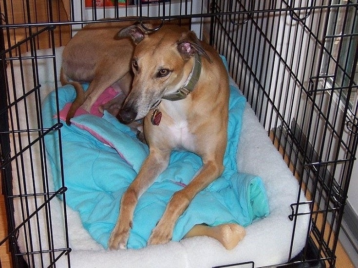 Greyhound in dog crate