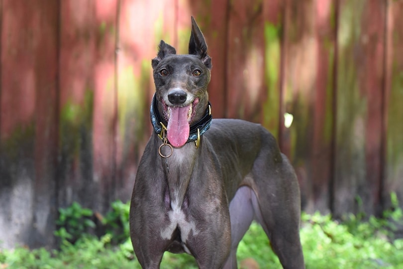 Greyhound standing
