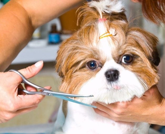 Curated visual reference: Fresh Look at Are Shih Tzus Hypoallergenic 6 Tips To Reduce Shih Tzu