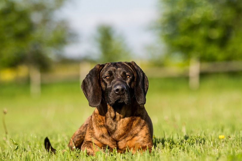 Hanoverian Scenthound on green grass