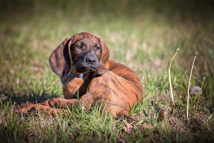 Hanoverian Scenthound puppy curled up on grass
