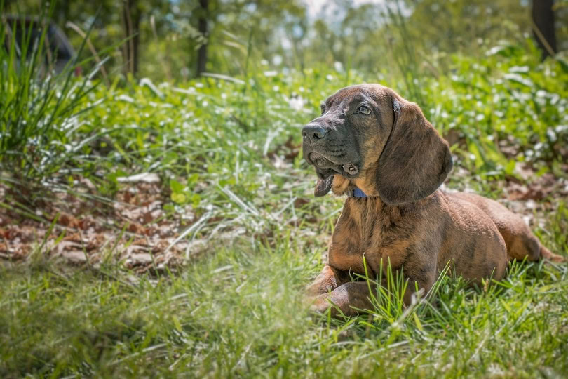 Hanoverian Scenthound puppy in outdoor setting