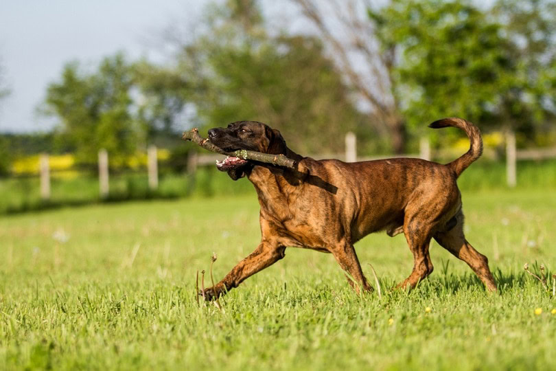 Hanoverian Scenthound running with a stick