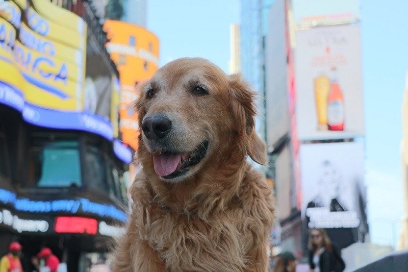 Happy Golden Retriever in Times Square New York_andrew murphy davis_shutterstock
