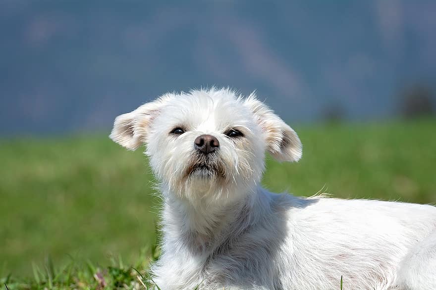 Havamalt Maltese Havanese dog close up
