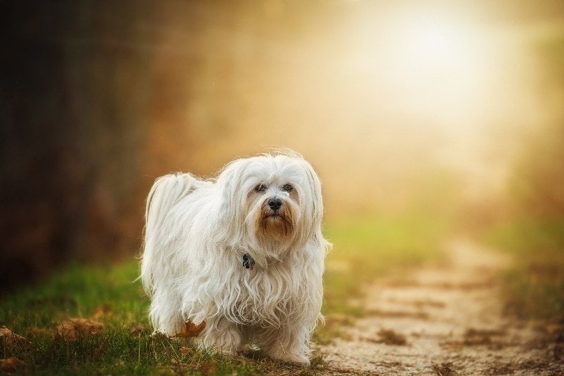 Havanese standing on a pathway